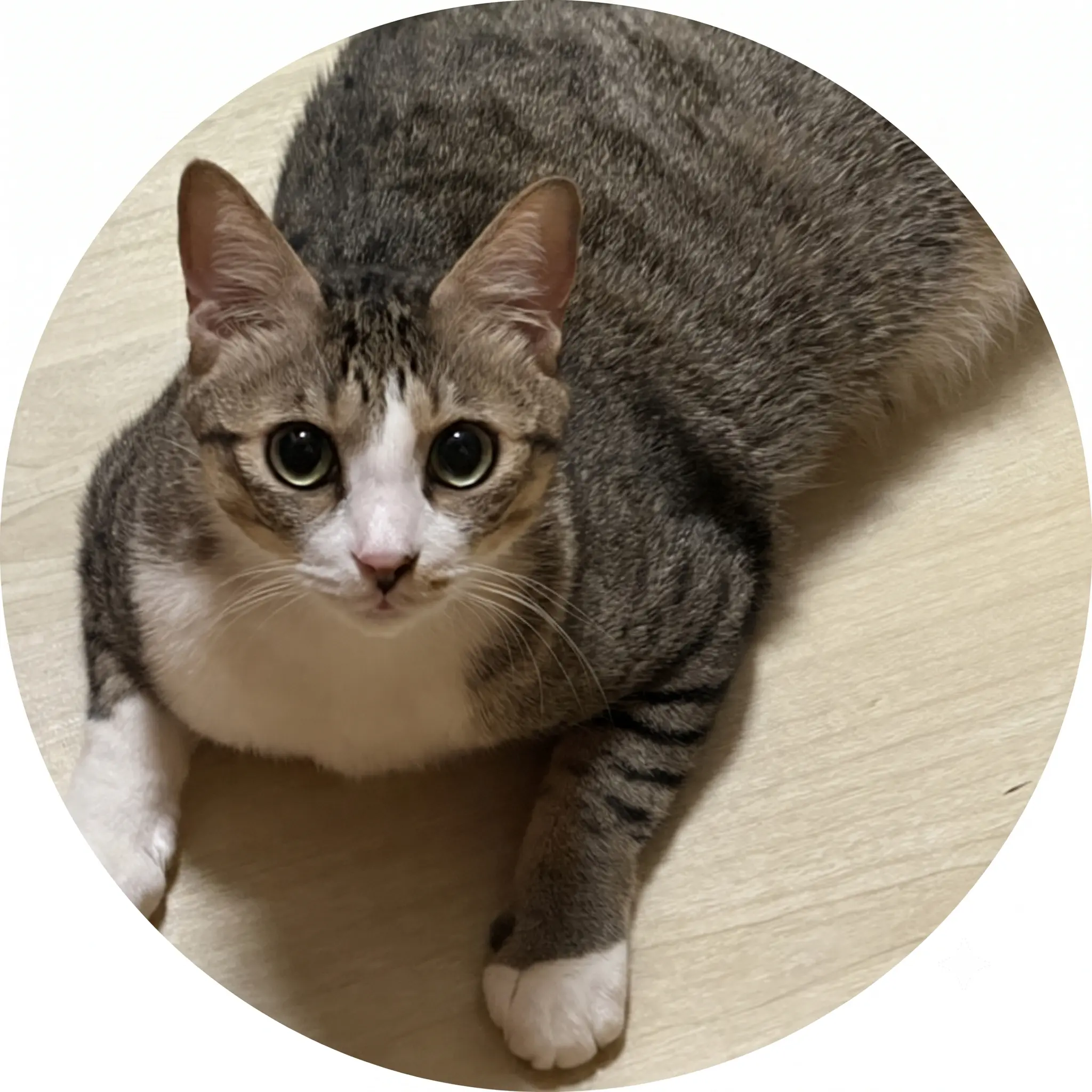 猫